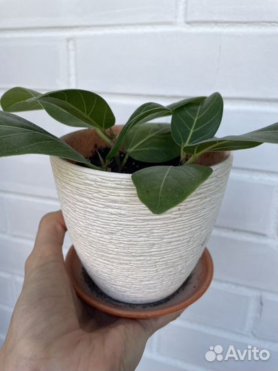 Фикус бенгальский Одри