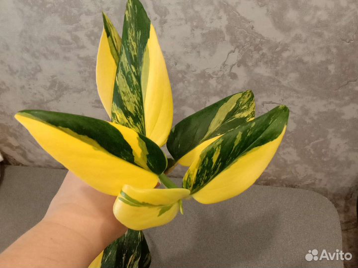 Монстера Стандлеяна жёлтая вариегатная