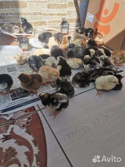 Цыплята пушкинский орпингтонов и кур несушек