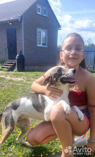 Собака в добрые руки