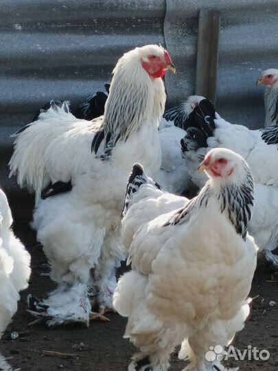 Домашняя птица