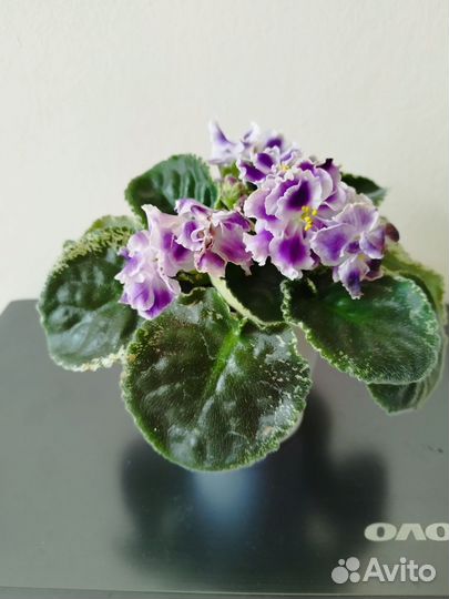 Фиалки сортовые