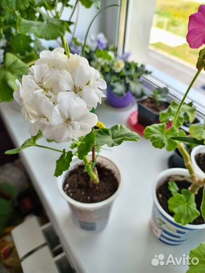 Комнатные растения цветы