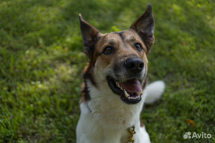 Собака в добрые руки