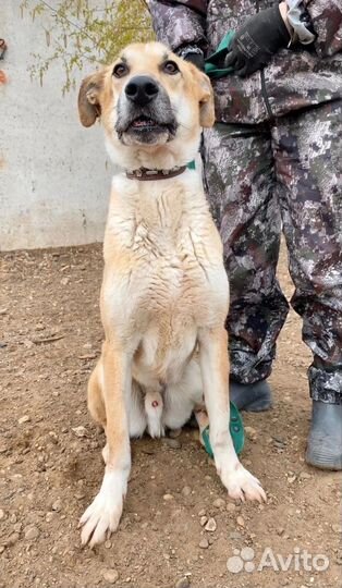 Собака в дом Гриша