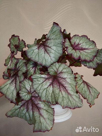 Бегония декоративно лиственная