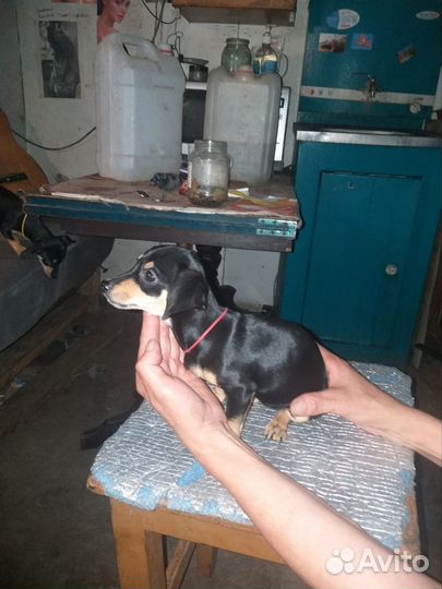 Чивини девочки