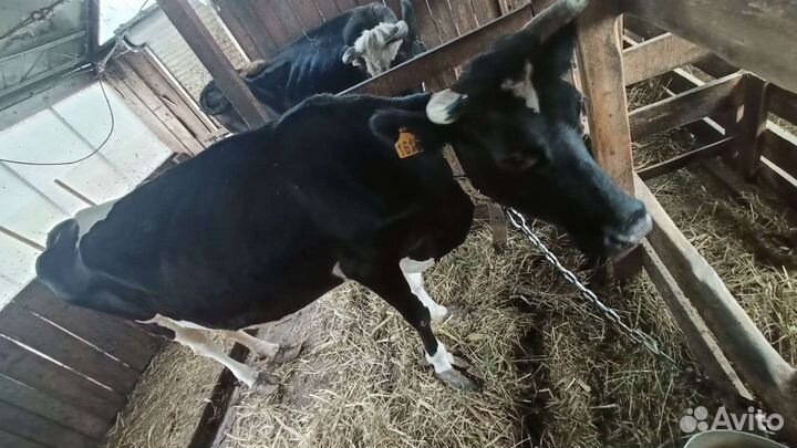 Корова дойная