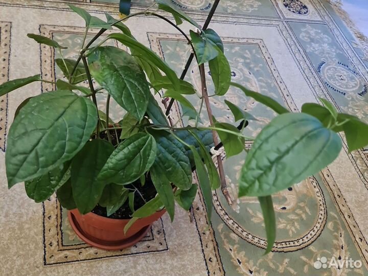 Клеродендрум томпсона