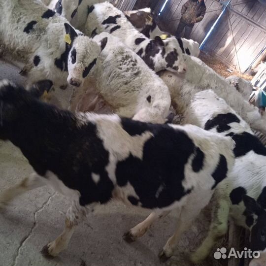 Бычки телята