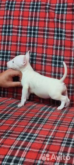 Бультерьер