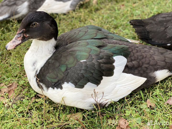 Селезни и уточки индоутки на племя