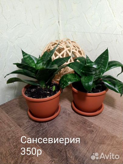 Продам Сансевиерию