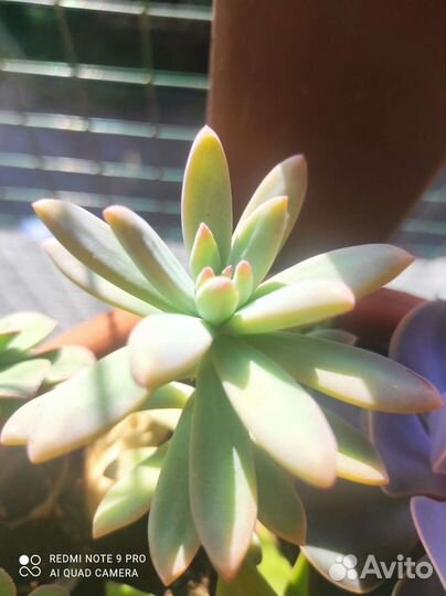 Излишки суккулентов