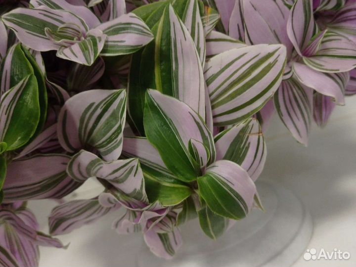 Традесканция сортовая