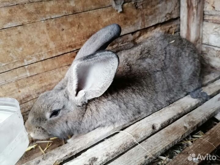 Кролики на племя