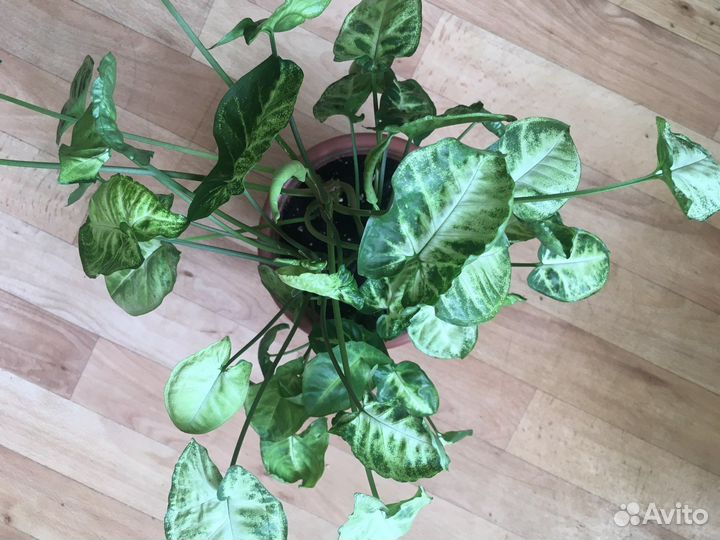 Сингониум Пикси