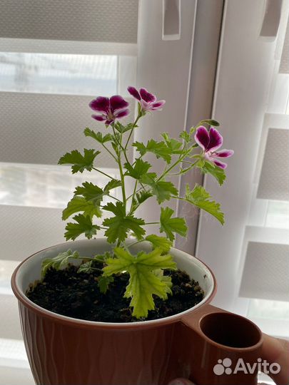 Пеларгония душистая