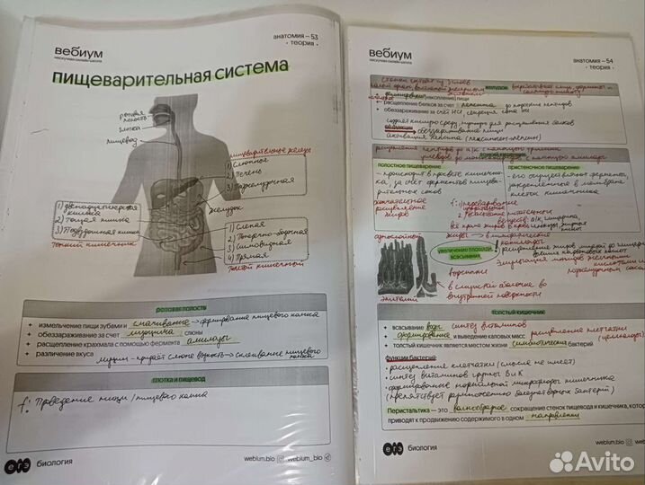 Конспекты для подготовки к биологииегэ от Вебиума