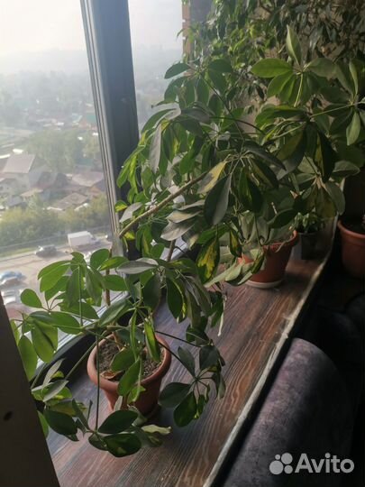 Шефлера цветок в офис