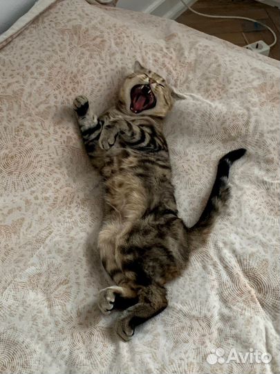 Вязка котов шотландских