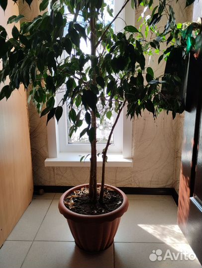 Фикус бенджамина