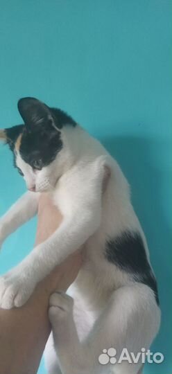 Отдам в добрые руки