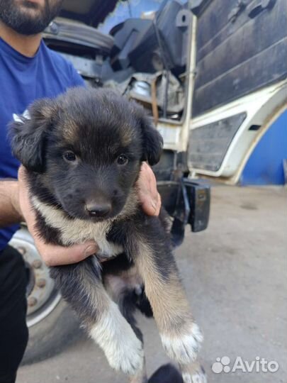 Щенки дворняшки