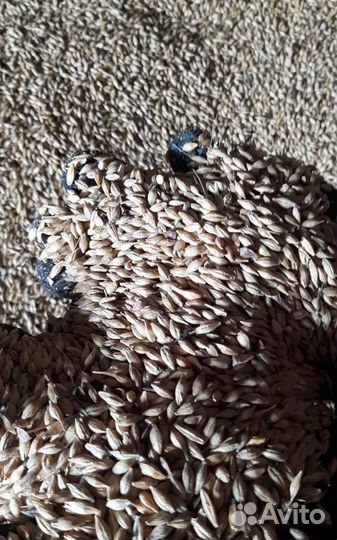 Горох, Фасоль на корм