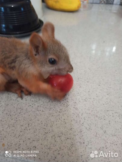 Белка домашняя (выкормыш)