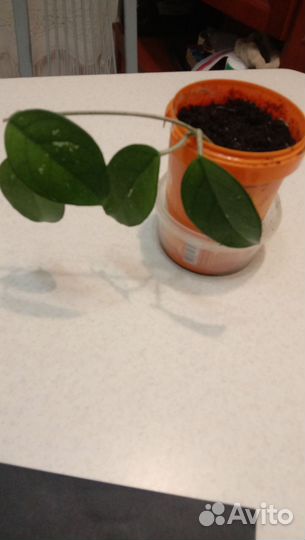 Хойя карноза взрослая и укоренные черенки