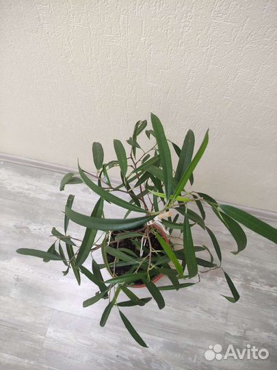 Фикус биннендийка Али