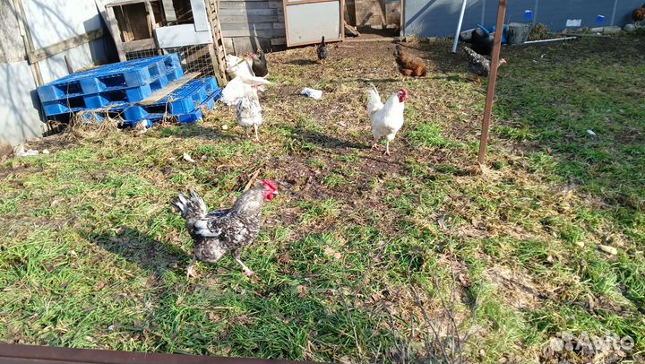 Куры молодки, петушки