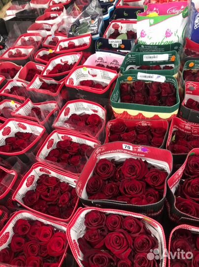 Розы Эквадор, Кения, Голландия. Доставка