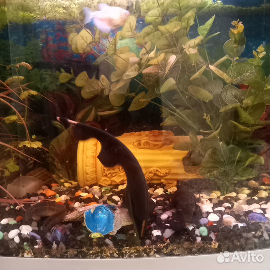 Нож рыба аквариумная