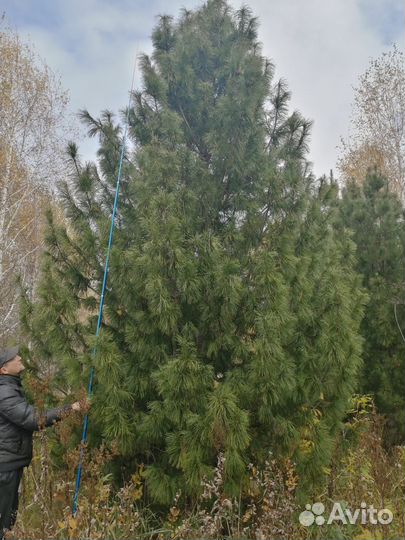 Саженцы кедра