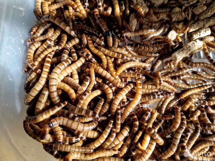 Живой корм для рептилий