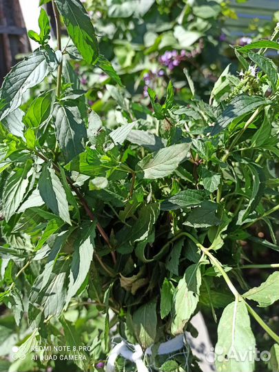 Мята перечная, мелисса, ледяная