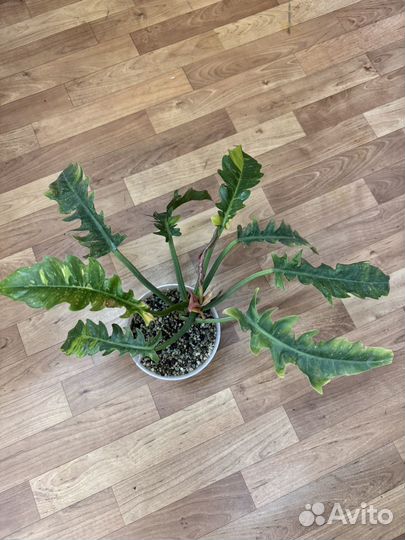 Филодендроны