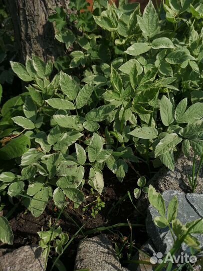 Рассада цветов