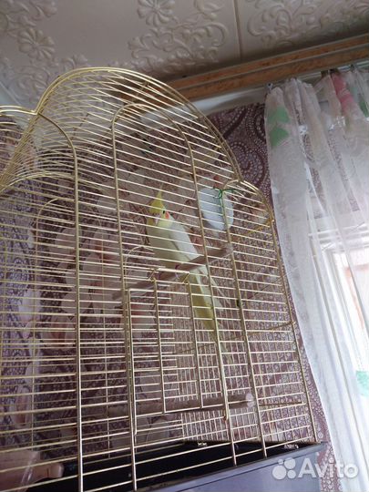 Продаю попугая мальчик зовут Кеша