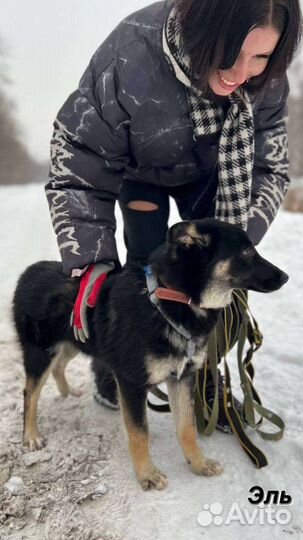 Собака в добрые руки