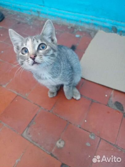 Кошка в дар бесплатно
