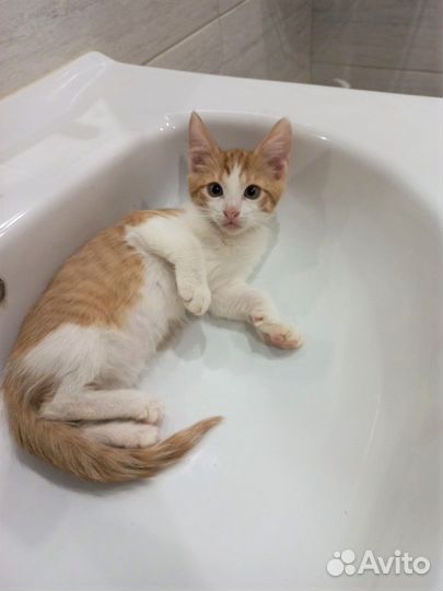 Милейший кото-ребёнок Руди