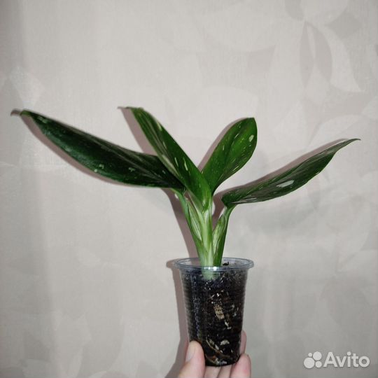 Монстера стадлеяна жёлтая и белая