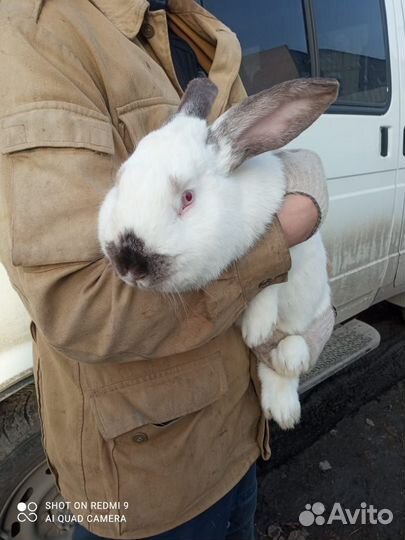 Кролик великаны