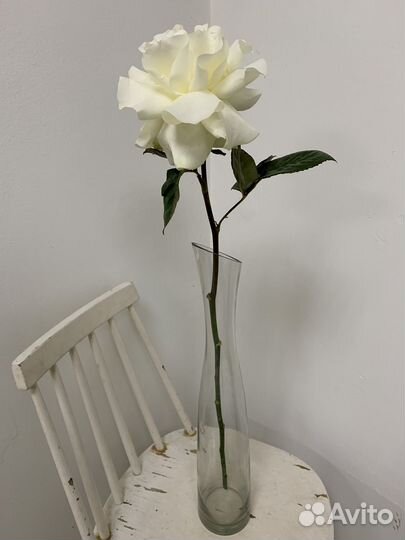 Роза Ажурная, розы гиганты