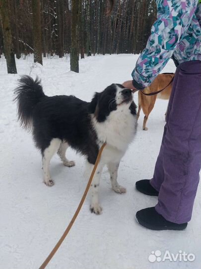 Выгуливать собак