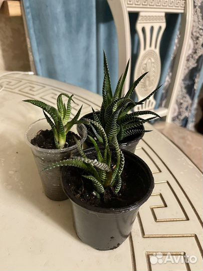 Суккуленты хавортия