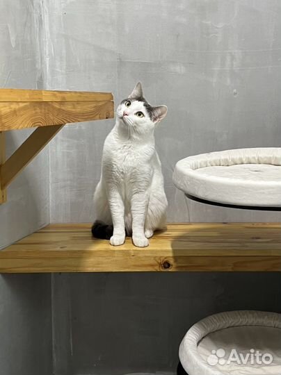 Кот Рико в поисках дома